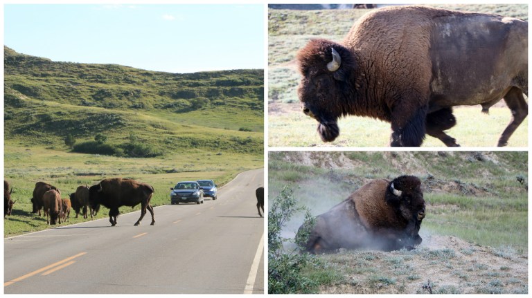 Buffalo Collage